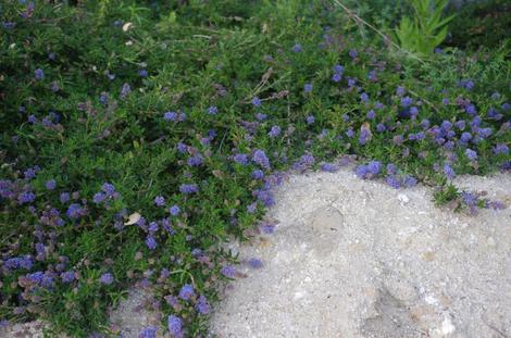 Ceanothus hearstiorum is actually quit nice little ground cover. These ground cover plants are about 6 inches tall and 8 ft. wide. - grid24_12