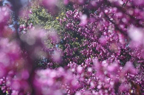 Western Redbud flowers. - grid24_12