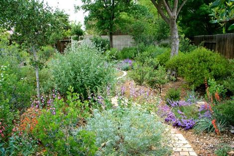 A back yard of natives in Bakersfield - grid24_12