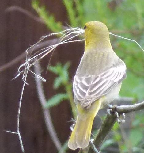 This female Bullock's oriole was collecting the fiberglass like fibers from a Milkweed plant for nest material. - grid24_12