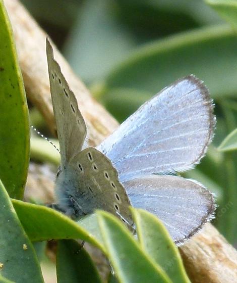 Side view of Glaucopsyche lygdamus, Silvery Blue on a Isomeris - grid24_12