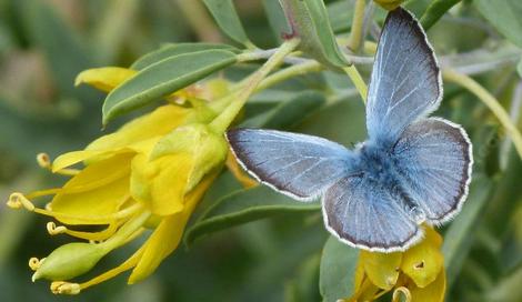 Glaucopsyche lygdamus, Silvery Blue with  Isomeris - grid24_12