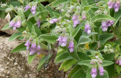 Lepechinia fragrans with an Anna Hummingbird. In a large container or pot this can make a 6 ft. bush for the birds. - grid24_12