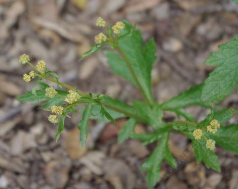 Sanicula crassicaulis, Pacific blacksnakeroot, Pacific Sanicle - grid24_12