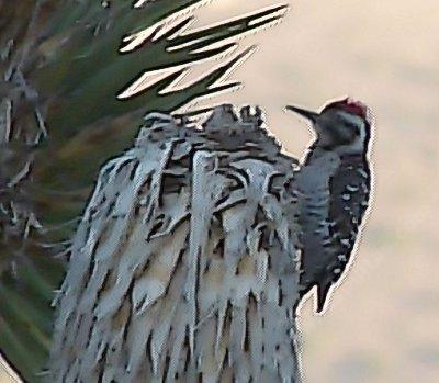 Ladder-backed Woodpecker,
Picoides scalaris - grid24_12