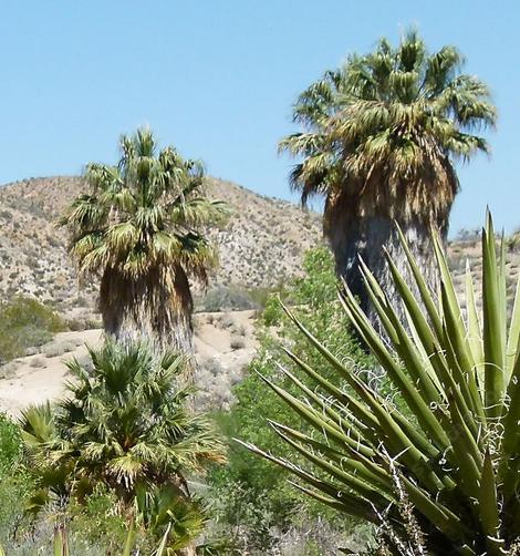 California Fan Palm (Washingtonia filifera) - grid24_12