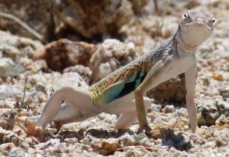 Callisaurus draconoides rhodostictus - Western Zebra-tailed Lizard looking at camera - grid24_12