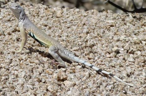 Callisaurus draconoides rhodostictus - Western Zebra-tailed Lizard showing tail - grid24_12