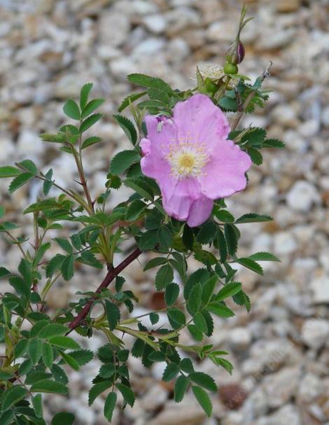 Rosa nutkana, Nootka Rose in flower - grid24_12