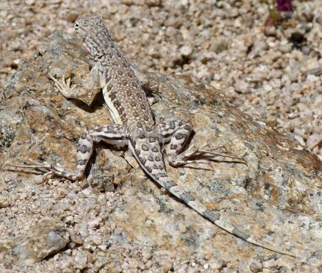 Callisaurus draconoides rhodostictus - Western Zebra-tailed Lizard from behind - grid24_12