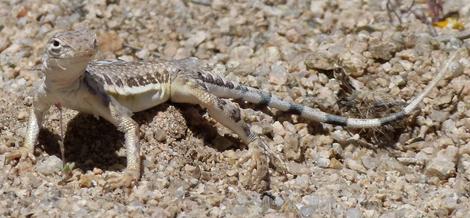 
Callisaurus draconoides rhodostictus - Western Zebra-tailed Lizard - grid24_12