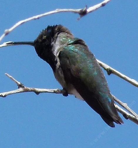 Black-chinned Hummingbird - Archilochus alexandri - grid24_12
