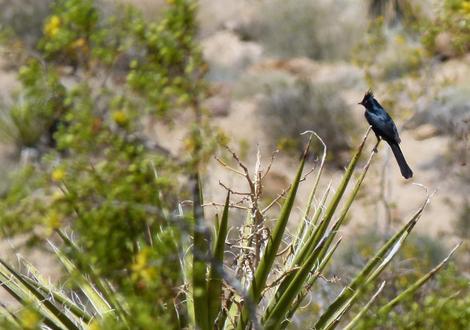 Phainopepla on a Yucca in Joshua Tree. - grid24_12