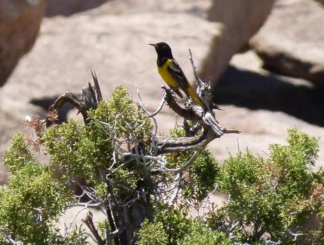 Scott's Oriole, Icterus parisorum on a Juniper branch - grid24_12