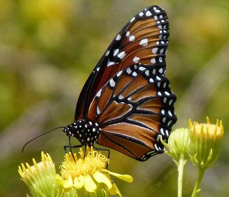 A Queen, Danaus gilippus on Senecio douglasii out in Joshua Tree  - grid24_12