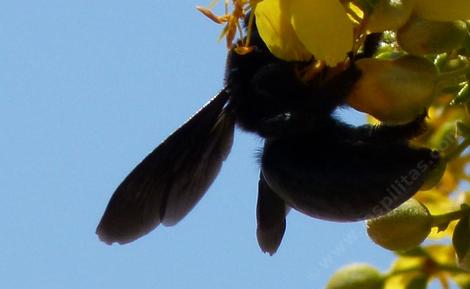A female Arizona Carpenter Bee (Xylocopa californica arizonensis) bee with nose in  Creosote Bush - grid24_12