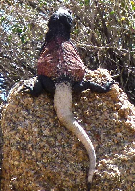 Sauromalus obesus, Chuckwalla. I know a few people that fit this profile. - grid24_12