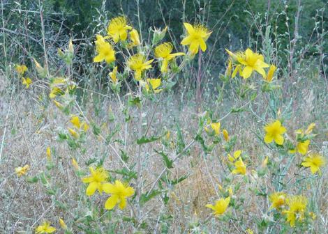 Mentzelia lindleyi, Blazing Star - grid24_12