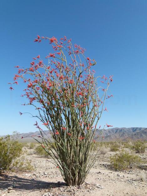 Ocotillo, Fouquieria splendens - grid24_12