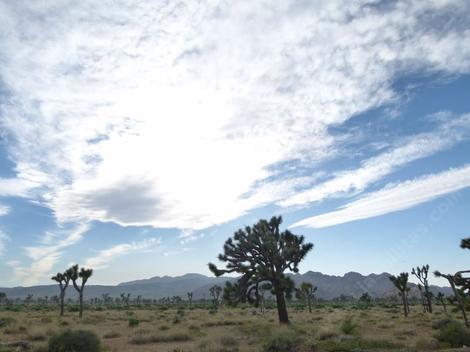 Joshua tree,  Yucca brevifolia, in a joshua tree woodland - grid24_12