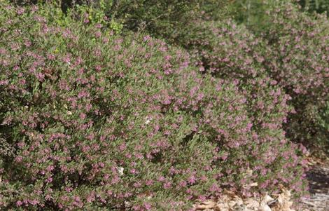 Arctostaphylos stanfordiana bakeri, Louis Edmunds Manzanita tolerates clay solis , has gray foliage and dark pink flowers - grid24_12