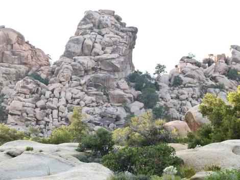 This Big Berried manzanita was tucked into the rocks in Joshua Tree National Park - grid24_12