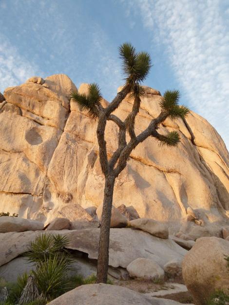 Joshua Tree at  Joshua tree - grid24_12