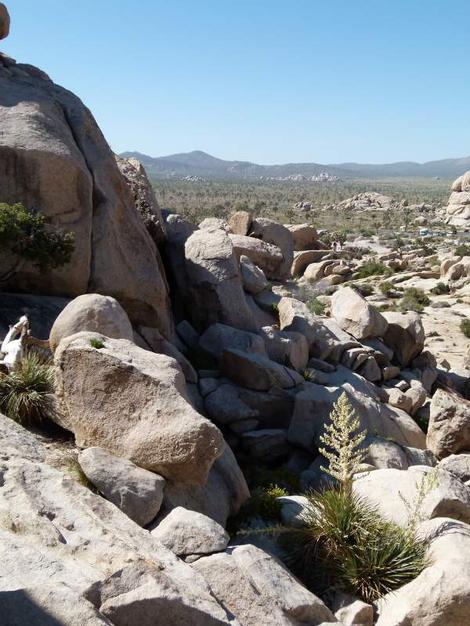 Nolina parryi in the rocks at Joshua Tree - grid24_12