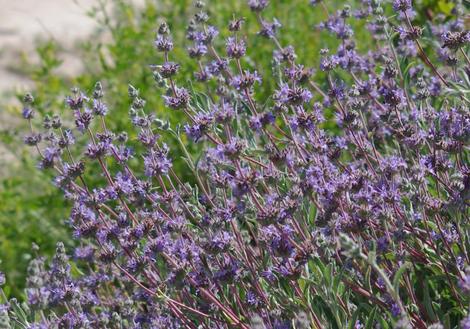 Salvia Bee's Bliss as a sage groundcover. - grid24_12