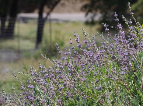 Looking across Salvia Bee's Bliss flowers. - grid24_12