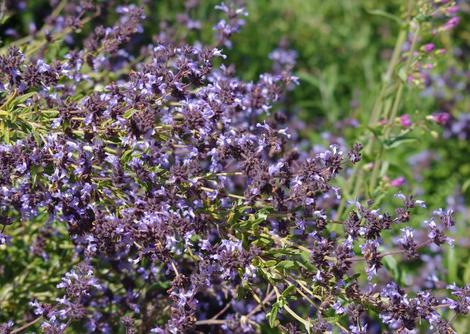 Salvia brandegei with Penstemon spectablis - grid24_12