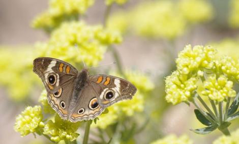 A Buckeye Butterfly on Sulfur Buckwheat - grid24_12