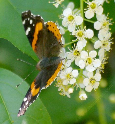 Prunus virginiana demissa with a Red Admiral,  Vanessa atalanta - grid24_12