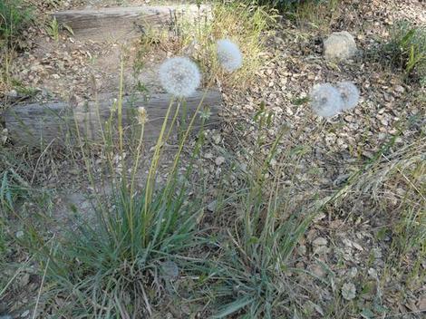 Mountain Dandelion  - grid24_12