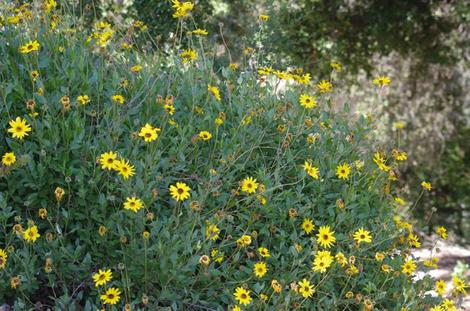 Encelia californica, Coast Sunflower, California brittlebush and Bush Sunflower grows along the coast. In Santa Barbara, Los Angeles, Pasadena, etc. it is an colorful, drought tolerant plant.  - grid24_12