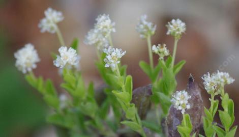 Whipplea modesta, Yerba de Selva and Whipplevine. - grid24_12