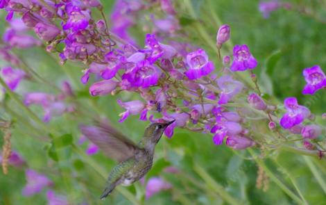 Penstemon grinnellii scrophularioides with an Anna Hummingbird in a native garden. - grid24_12