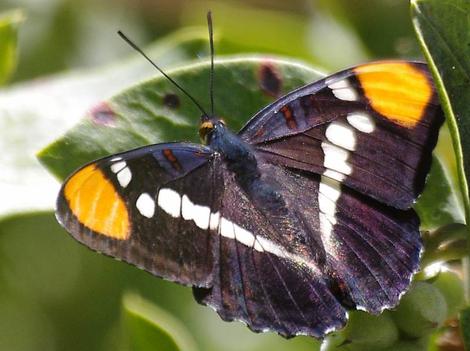 Adelpha bredowii californica, California Sister Butterfly top - grid24_12