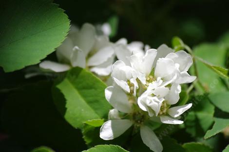 Amelanchier alnifolia. Serviceberry - grid24_12