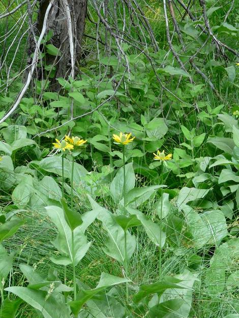 California Coneflower, Rudbeckia californica in the wild - grid24_12