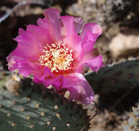 Bakersfield Cactus, Opuntia treleasei - grid24_12