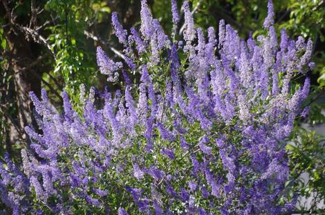 San Diego Mtn. Lilac, Ceanothus cyaneus grows well in coastal California in places like Santa Barbara and Los Angeles. - grid24_12