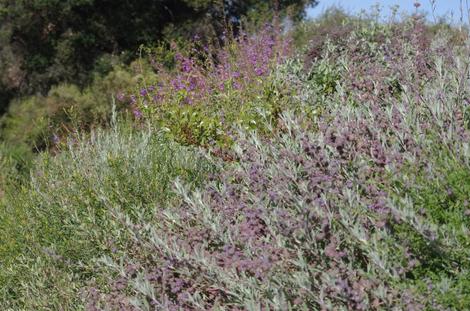 Salvia Bee's Bliss and Penstemon spectablis - grid24_12