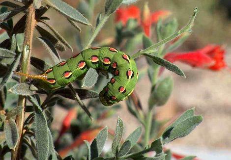 White lined sphinx moth larva on a California fuchsia. - grid24_12