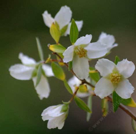 Philadelphus microphyllus, Littleleaf Mock orange and Desert Mock Orange.  - grid24_12