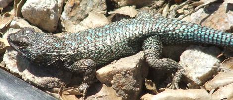 A dark western Fence lizard
 - grid24_12