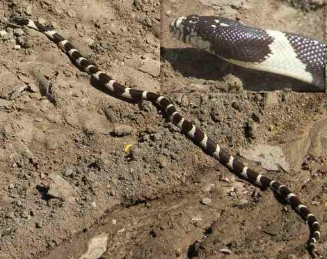 Our local King Snake - grid24_12 Our local King Snake - grid24_12