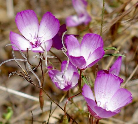 Speckled Clarkia or Farewell to Spring - grid24_12