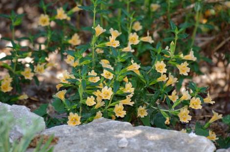 Lompoc Monkey flower is a nice looking plant. This one is about 15 years old. - grid24_12