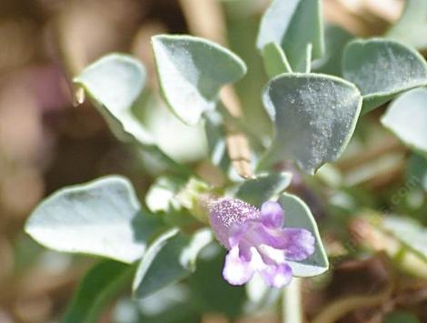 Purple mountain bugler and San Bernardino Beardtongu at Big Bear - grid24_12